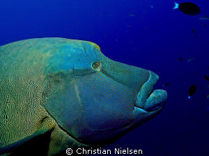Look at me.
Male Napoleon posing at Fishhead in the Mald... by Christian Nielsen 